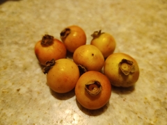 Psidium laruotteanum
