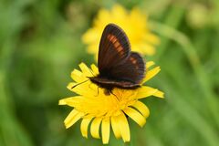 Erebia pharte