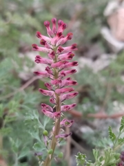 Fumaria officinalis