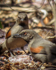 Synallaxis hellmayri