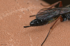 Hyposoter ebeninus