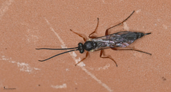 Hyposoter ebeninus
