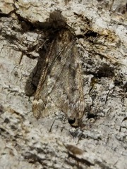 Alsophila aescularia