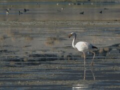 Phoenicoparrus jamesi