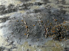 Caloplaca cerina