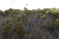 Leucadendron meridianum