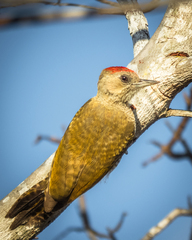 Dryobates passerinus