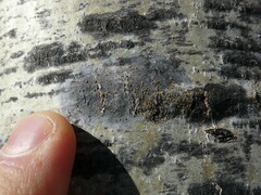 Caloplaca cerina
