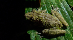 Scinax garbei
