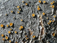 Caloplaca cerina