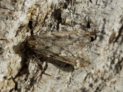 Alsophila aescularia