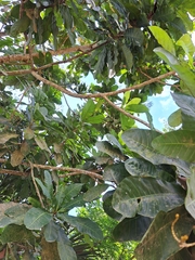 Iochroma arborescens