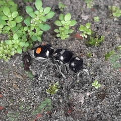 Hoplomutilla
