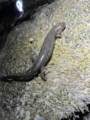 Desmognathus kanawha