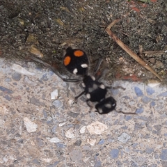 Hoplomutilla