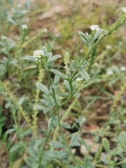 Euploca ovalifolia
