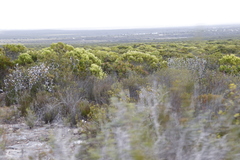 Leucadendron meridianum