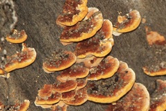 Rigidoporus