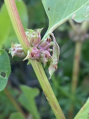 Rumex spinosus