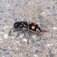 Hoplomutilla
