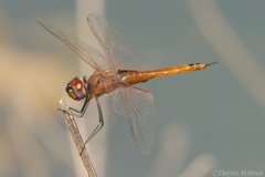 Tramea insularis