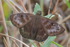 Ephyriades brunnea floridensis