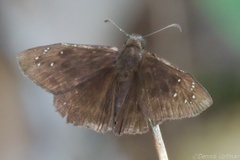 Ephyriades brunnea floridensis