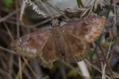 Ephyriades brunnea floridensis
