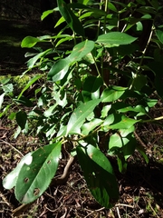 Arbutus menziesii