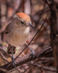 Sakesphoroides cristatus