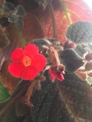 Episcia cupreata