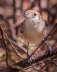 Sakesphoroides cristatus