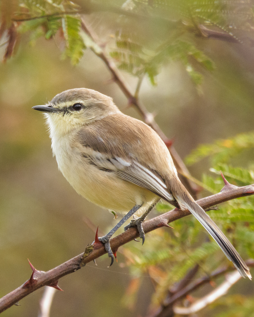Bahia Wagtail-Tyrant