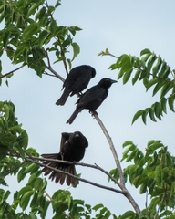 Compsothraupis loricata