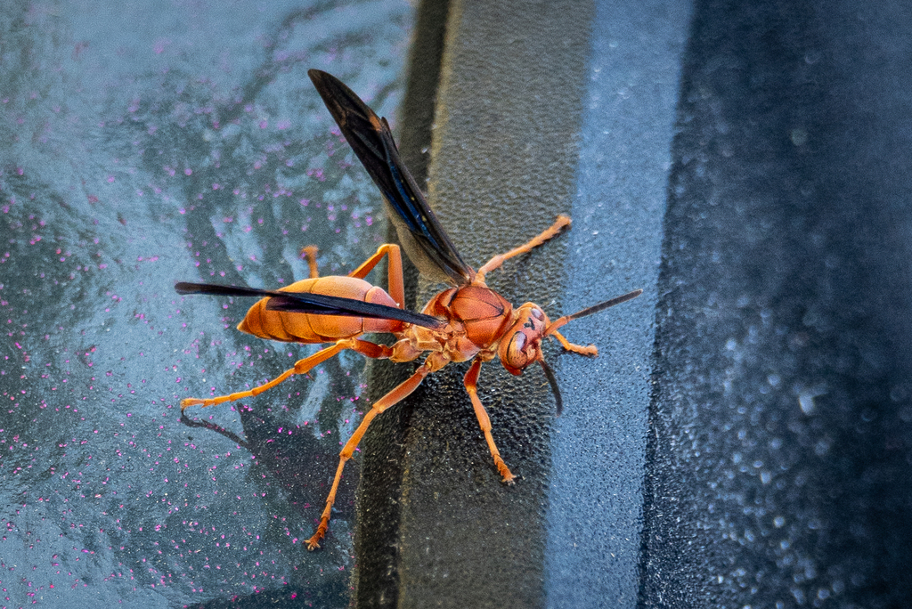 Fine Backed Red Paper Wasp From McKinney TX 75071 USA On June 25