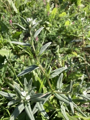 Buglossoides arvensis