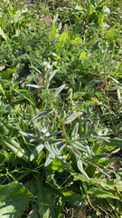 Buglossoides arvensis