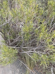 Acanthostyles buniifolius