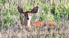 Raphicerus campestris campestris