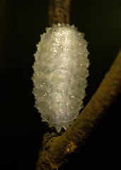 Dalceridae