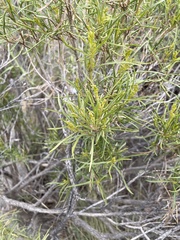 Acanthostyles buniifolius