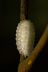 Dalceridae