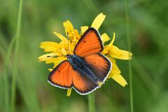 Lycaena hippothoe