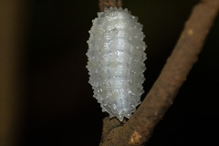 Dalceridae