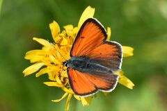 Lycaena hippothoe