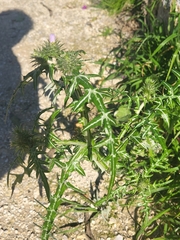 Galactites tomentosus