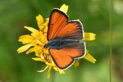 Lycaena hippothoe