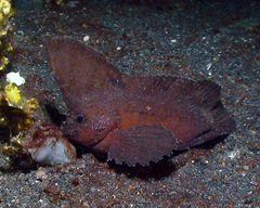 Ablabys macracanthus