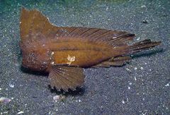 Ablabys macracanthus