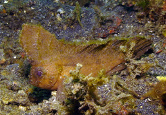 Ablabys macracanthus